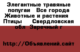 Элегантные травяные попугаи - Все города Животные и растения » Птицы   . Свердловская обл.,Заречный г.